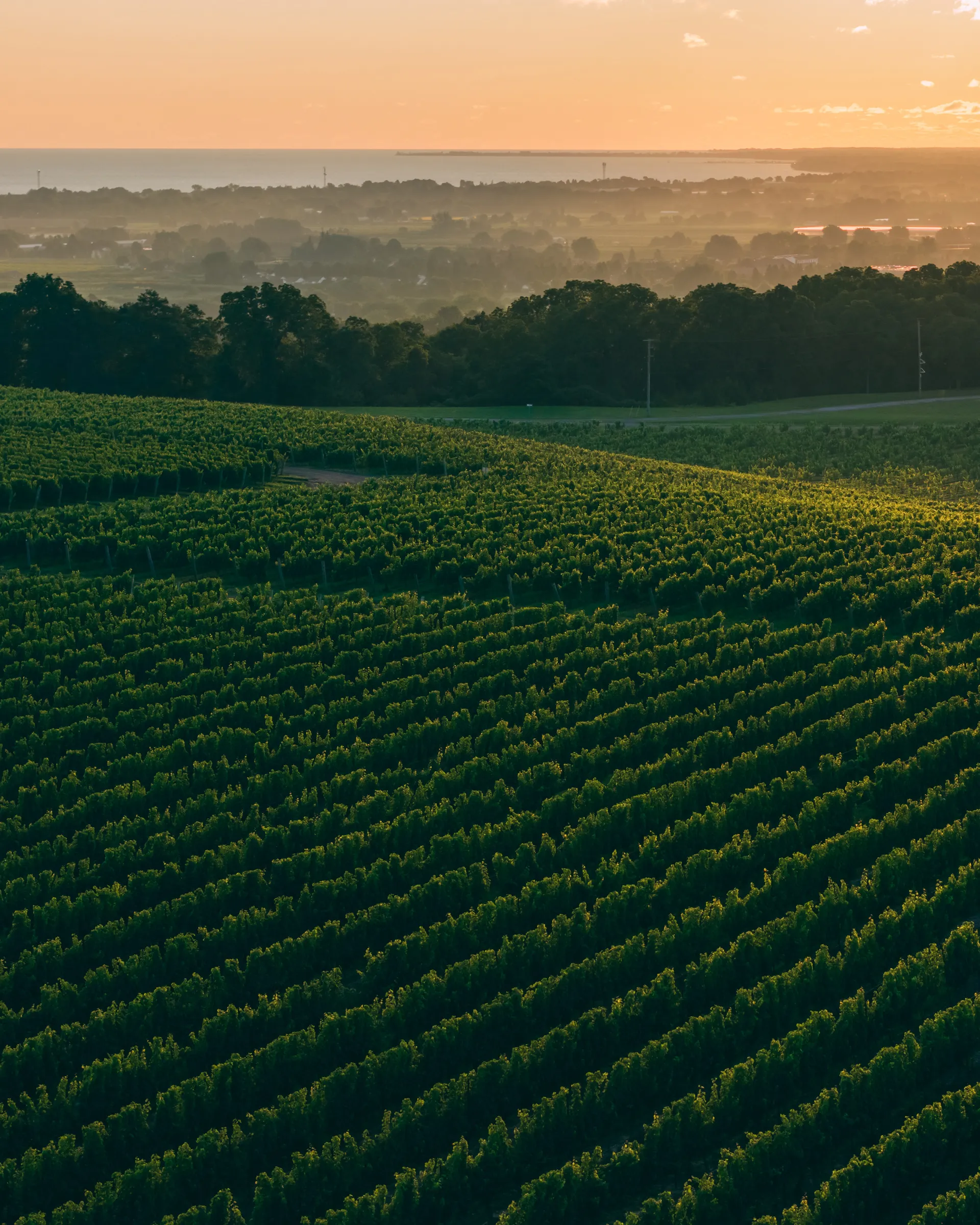 Megalomaniac vineyard rows with a view of Lake Ontario