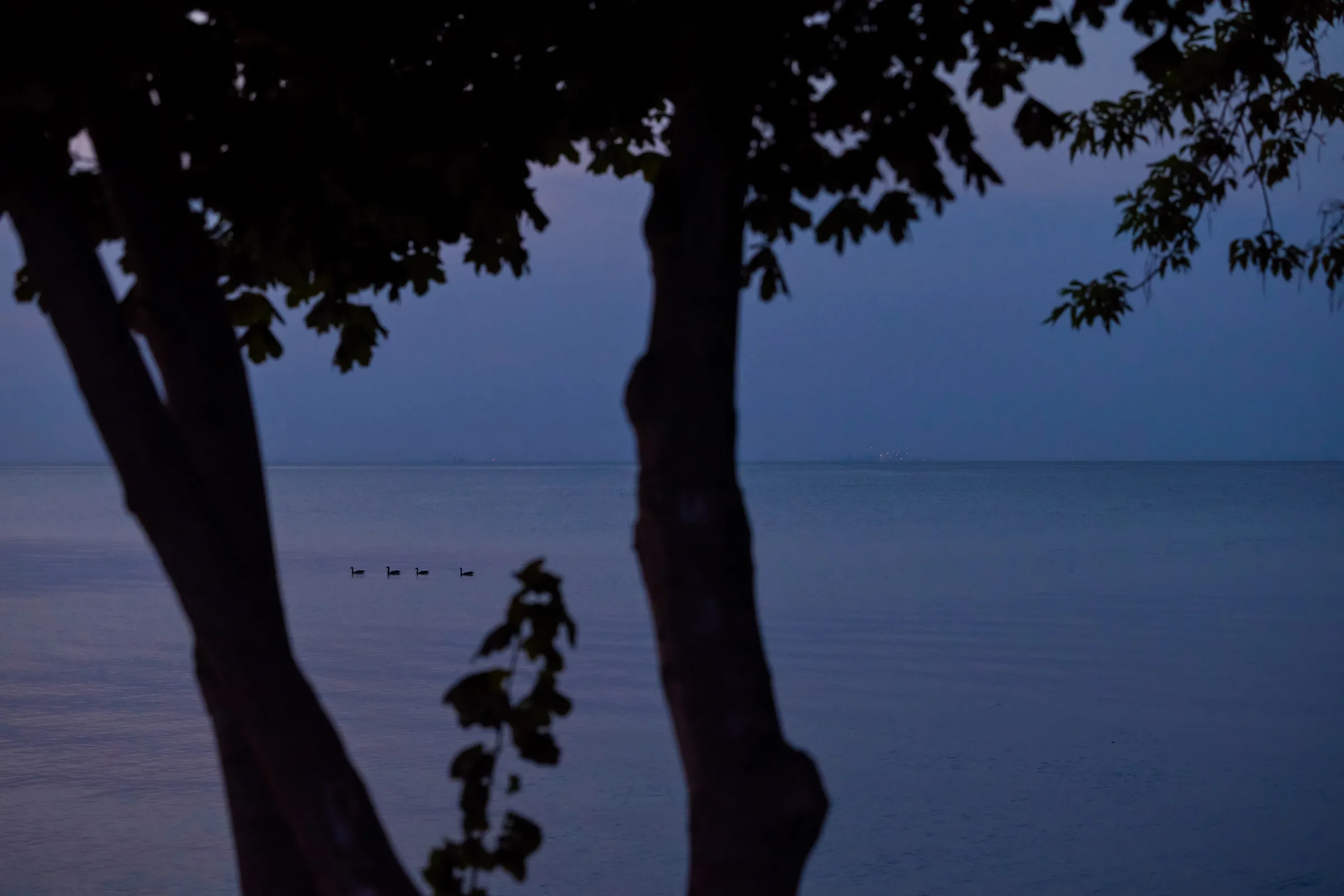 Lake Ontario at blue hour with a silhouette of trees and geese