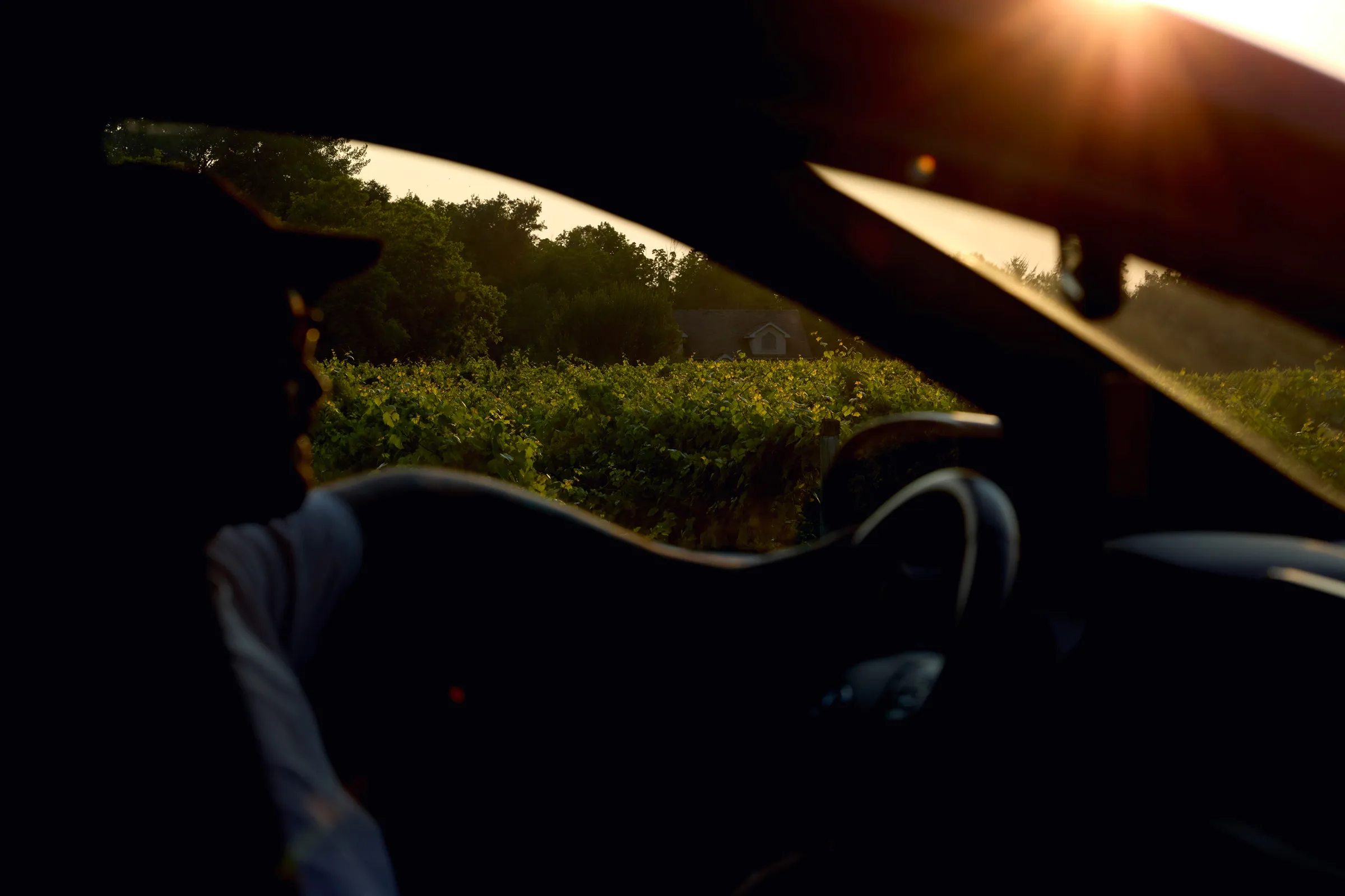 Silhouette of someone driving with a view of vineyard rows through his side window.