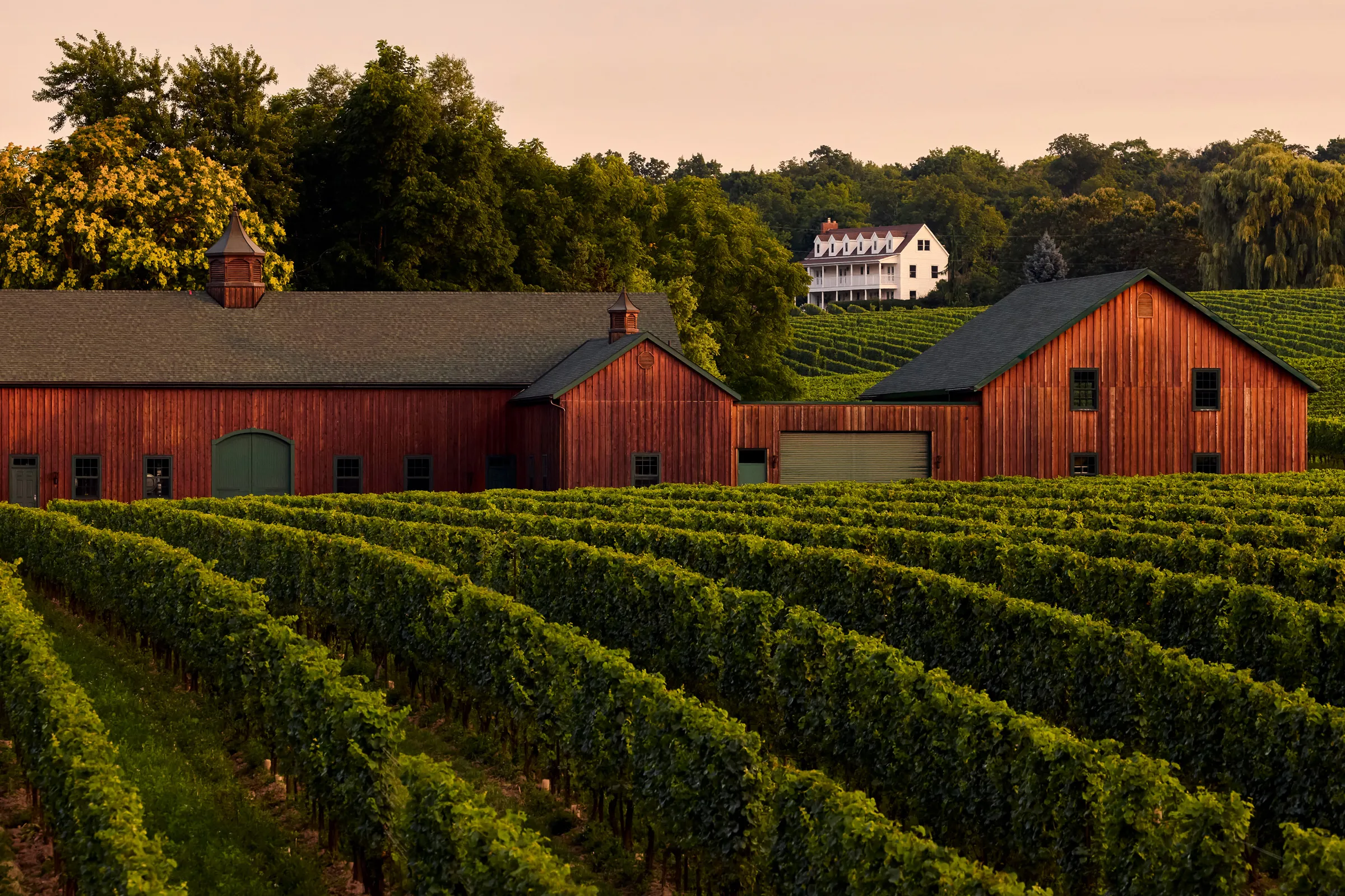 Hidden Bench Estate Winery behind vineyard rows